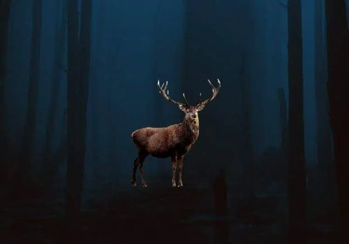 آموزش طراحی گوزن درخشان در فتوشاپ